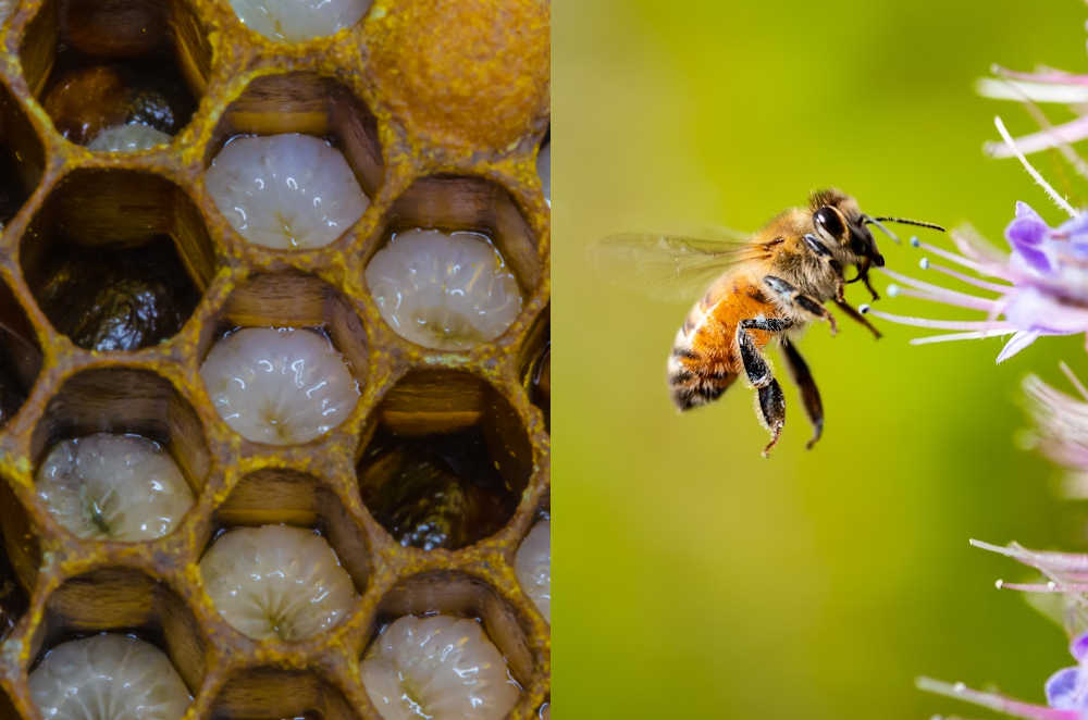 Lifecycle Of A Honey Bee The 4 Phases Bee Professor