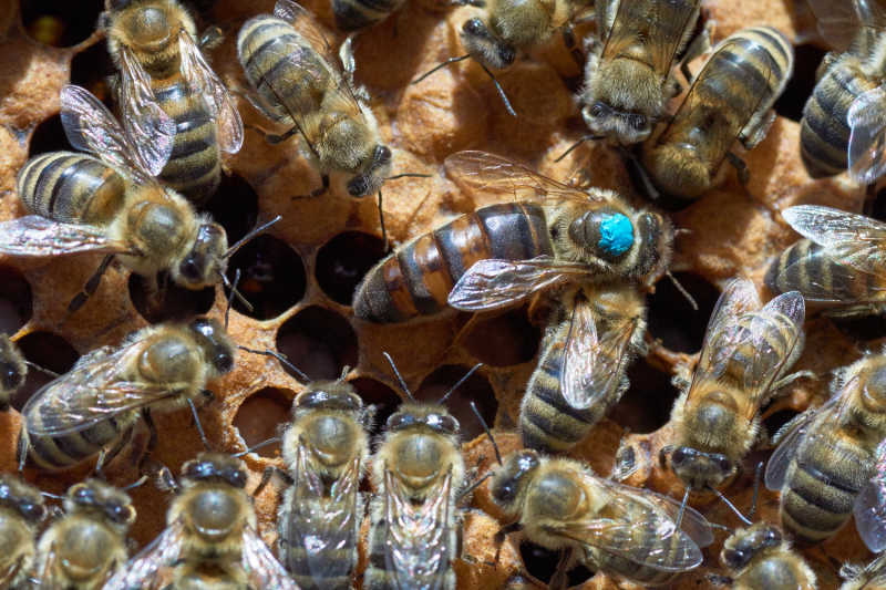 A queen bee marked with blue spot