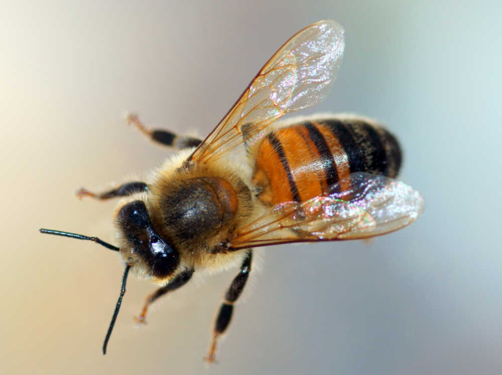 Drone bee flying with blurred background