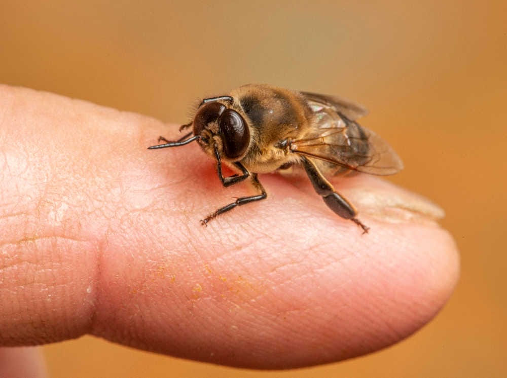 A macro shot of a drone bee on a finger.