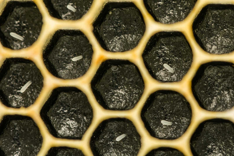 A closeup of honeybee eggs
