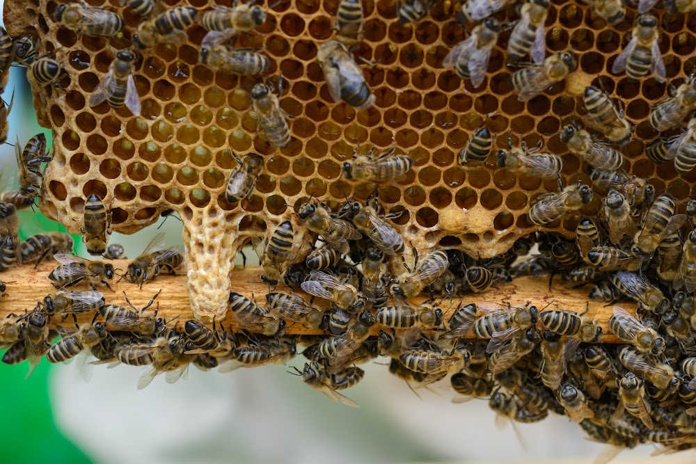 Queen cells on a beehive