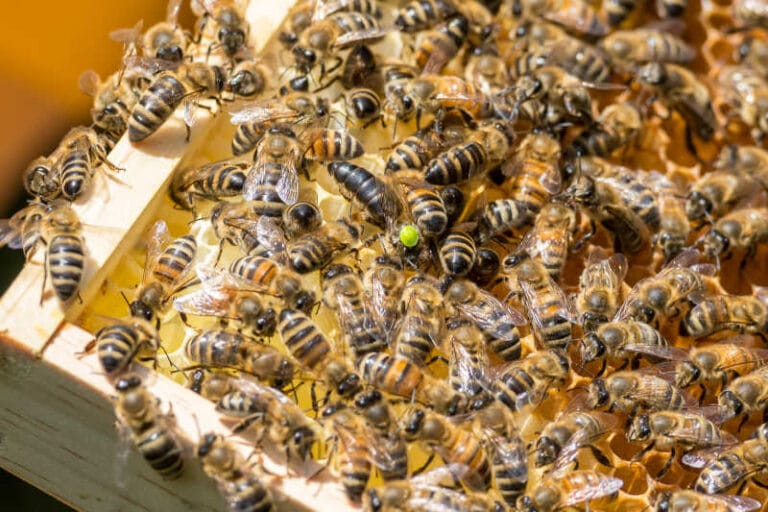 What Is Honey Bee Swarming? An Essential Guide Bee Professor