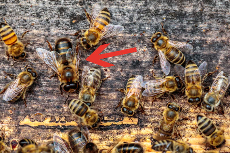 A top down view of a drone bee next to worker bees.