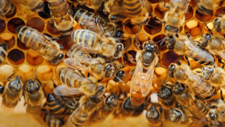 What Does A Queen Bee Look Like?