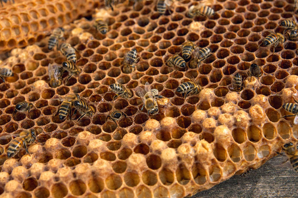 Several queen cups on a brood frame