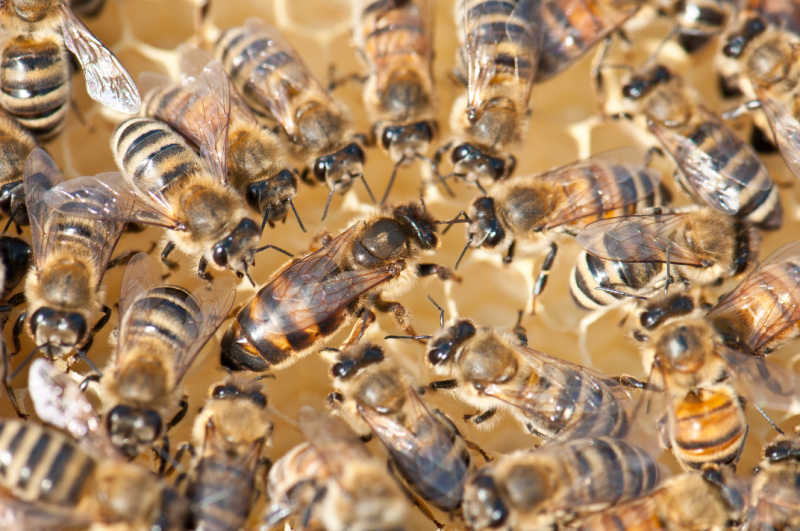 Worker bees surrounding the queen bee