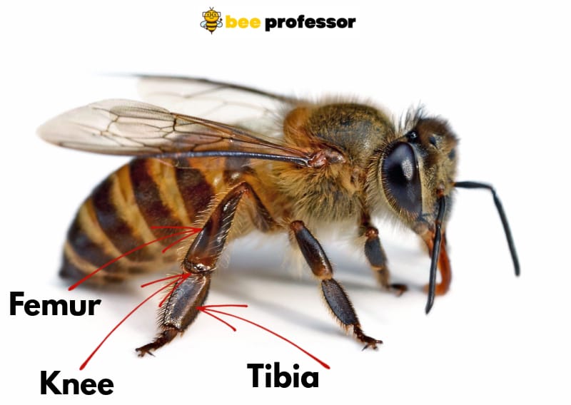 A closeup photo of a bee showing its femur, tibia, and knee.