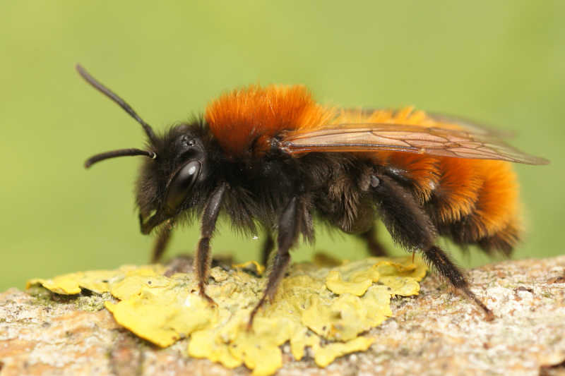 A lose up of the mining bee from the Andrenidae Family