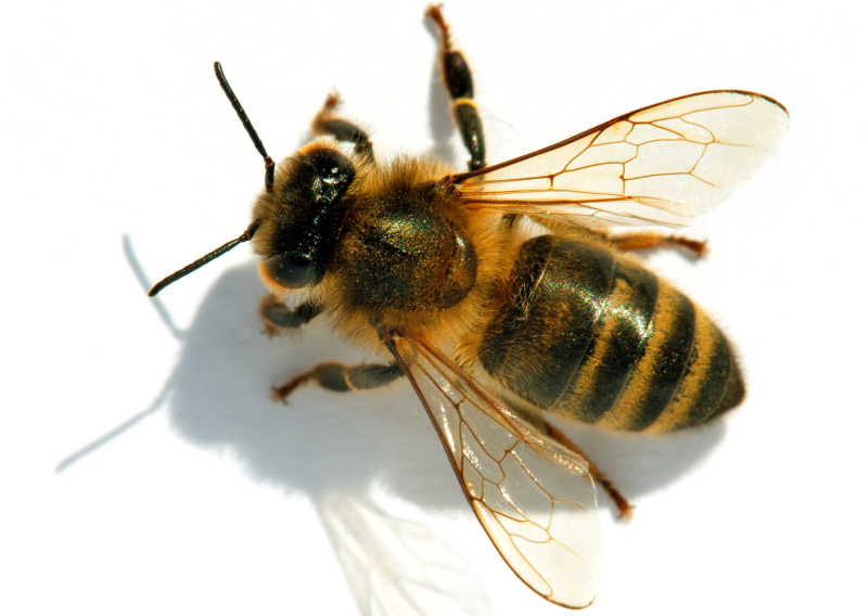 A top down shot of a honey bee from the Apidae family
