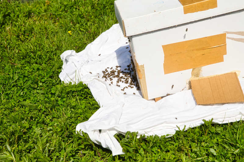A swarm trap on the ground with bees entering
