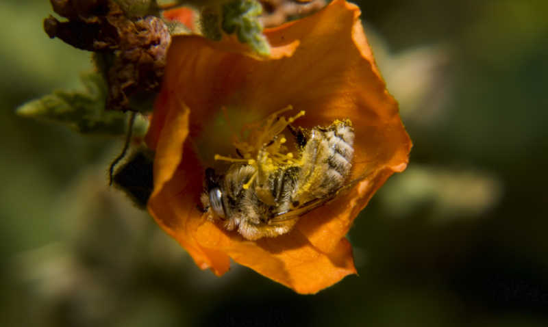 A bee sleeping inside a flower