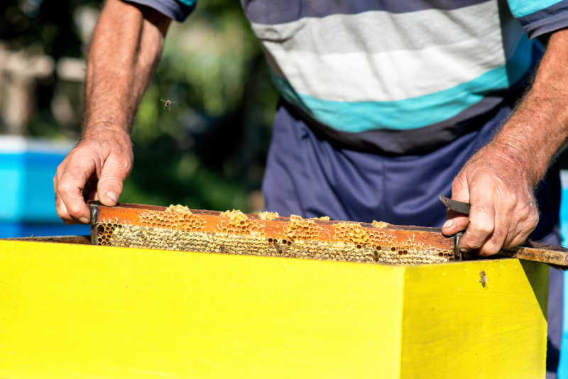 A beekeeper checking a honeybee frame for signs of queenlessness