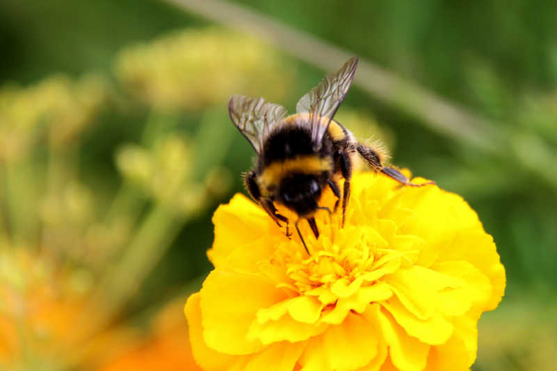 Close up of a bumble bee collecting pollen