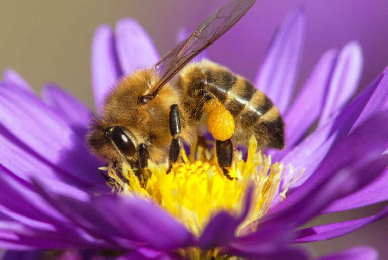 Do Bees Have Knees? Get The Quick Facts