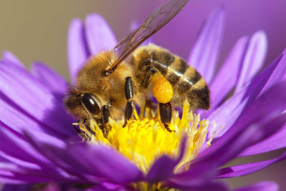 A photo of a honeybee bending its knees while collecting pollen.