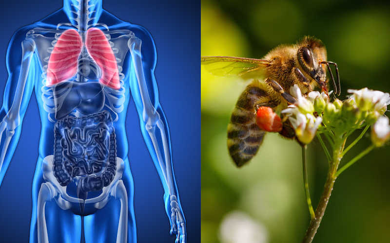 A honey bee on a flower and an illustration of human lungs