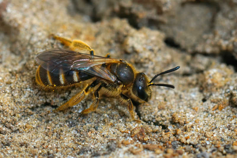 A closeup of a sweat bee from the Halictidae Family