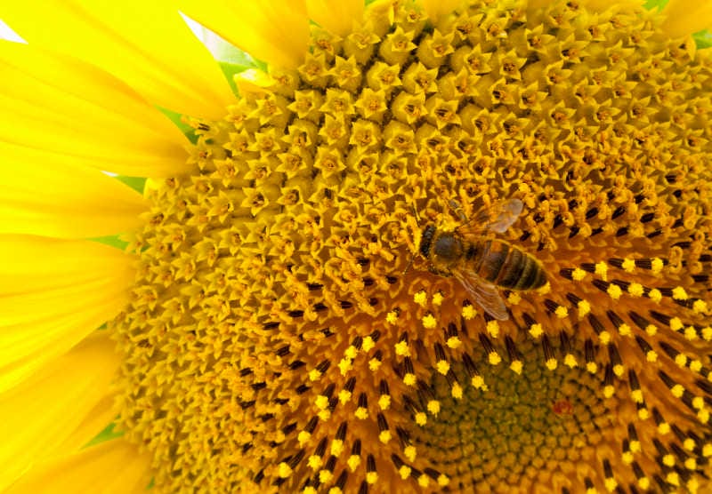 A picture of a sunflower with a bee collecting pollen from it.