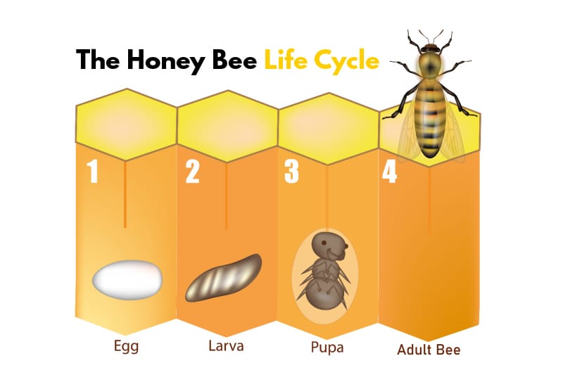 An illustration of the four stages of a bee's lifecycle
