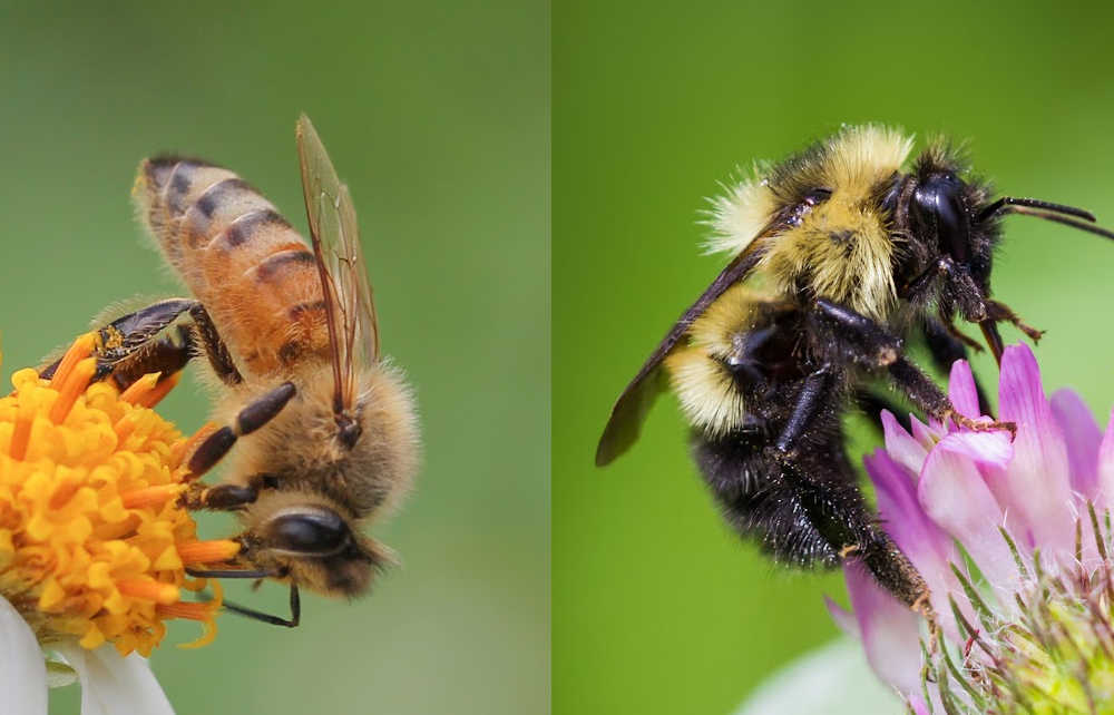 A honey bee and bumble bee, each on a flower