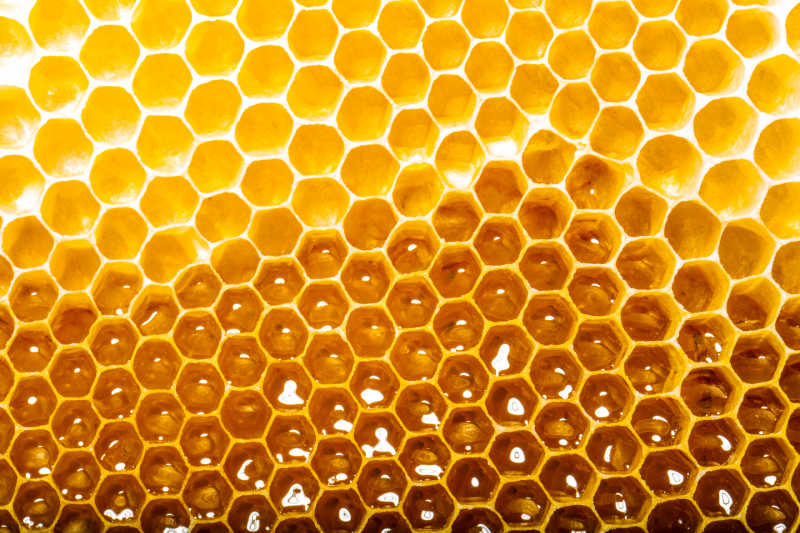 Top down view of cells filled with honey