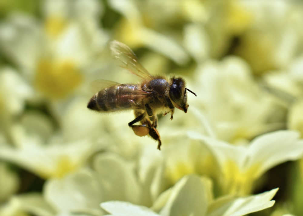 A bee flying through the air transferring pollen between flowers