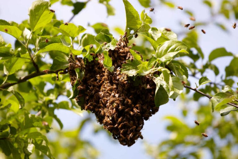 How To Attract A Bee Swarm To A Hive [5 Ways]