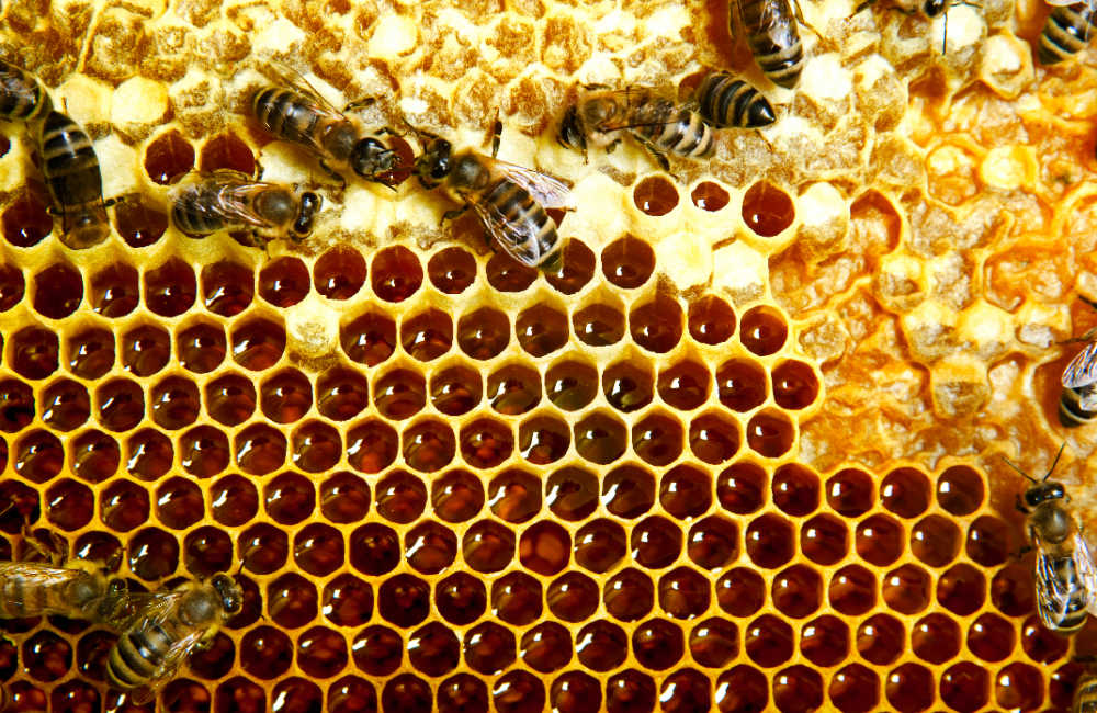 Bees on honeycomb making honey