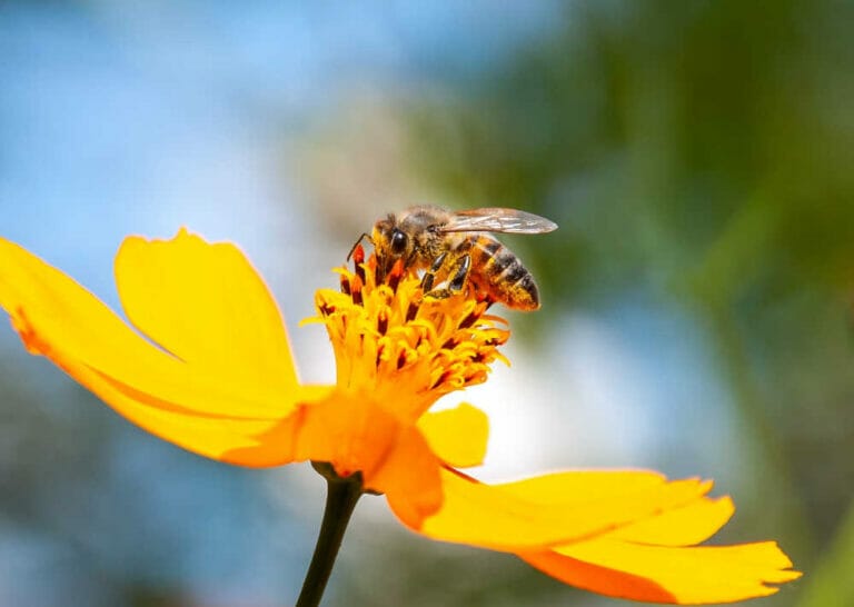 How Do Bees Transfer Pollen Between Flowers?