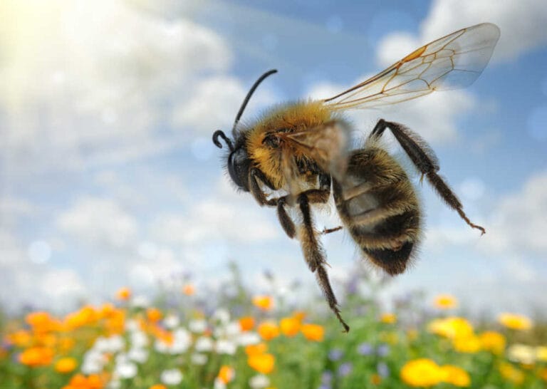 How Do Bees Fly? Discover The Science Of Bee Flight