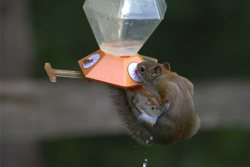 A squirrel feeding on sugar syrup next to a honey bee.