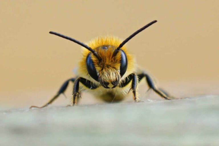 Anatomy Of A Honey Bee – Beginner’s Guide