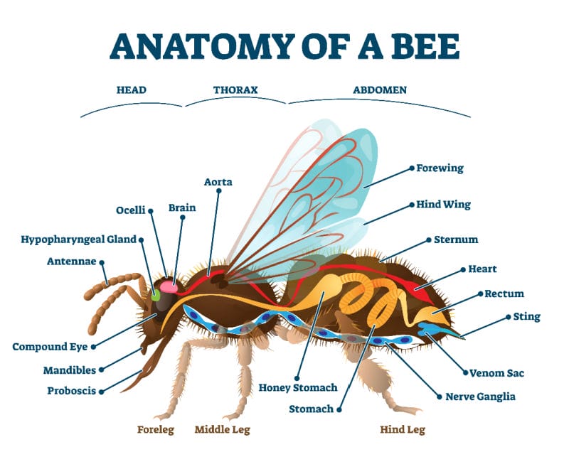 A side profile illustration of a honey bee showing its anatomy