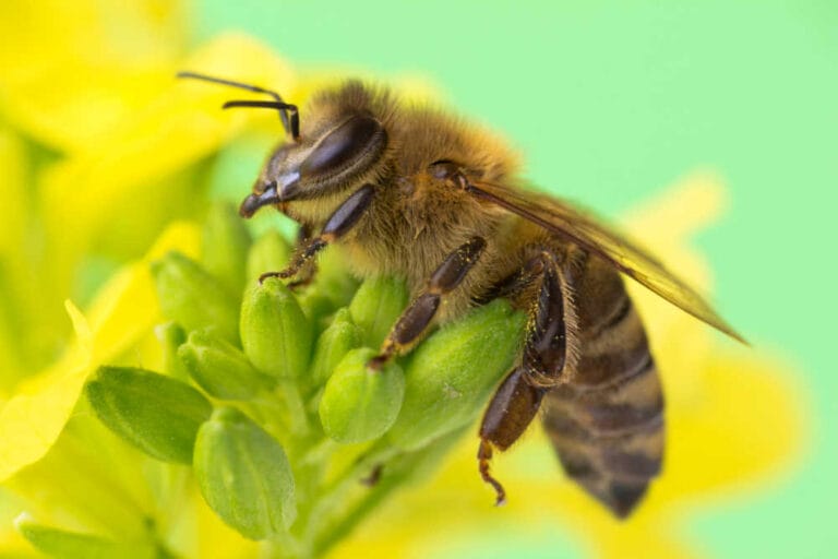 What Do A Bee’s Antennae Do?