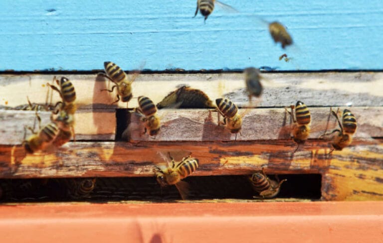 11 Critical Worker Bee Jobs In The Colony