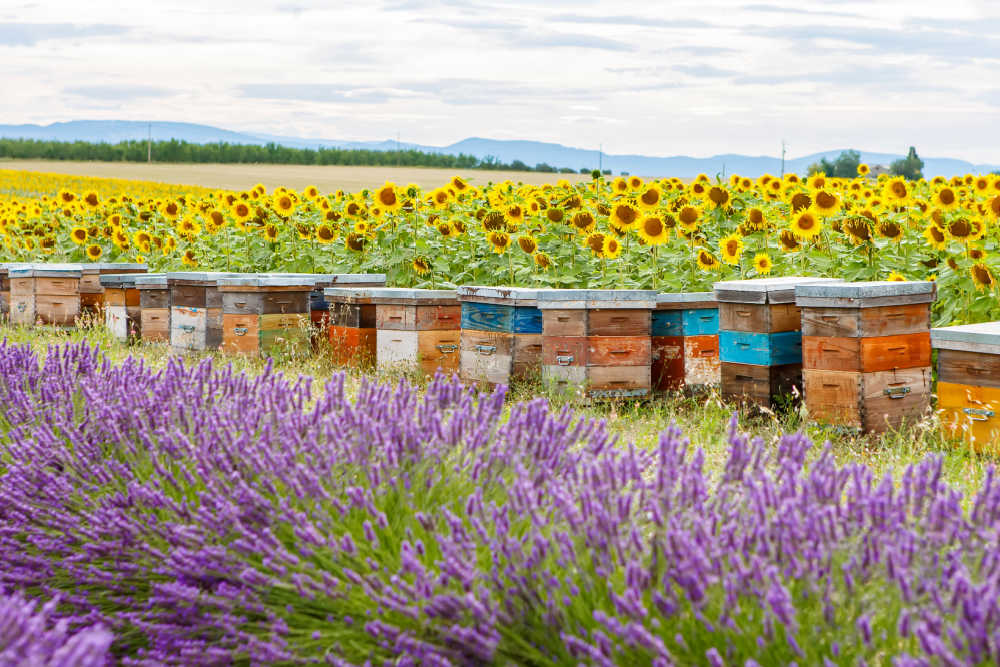 Beehives next to lavender and sunflower fields