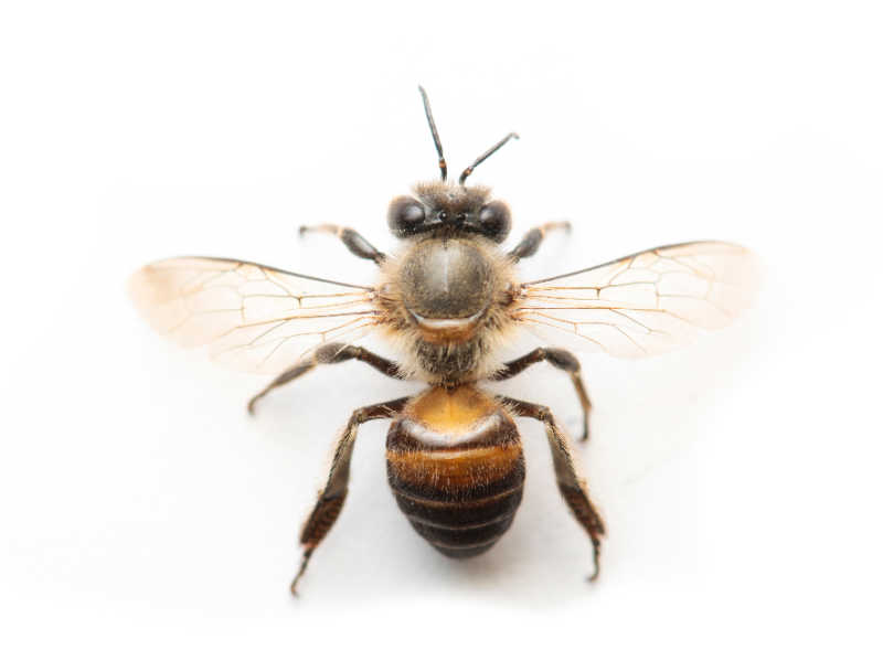 Top down view of a worker honey bee on white background