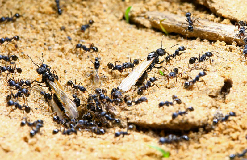A colony of ants building a nest