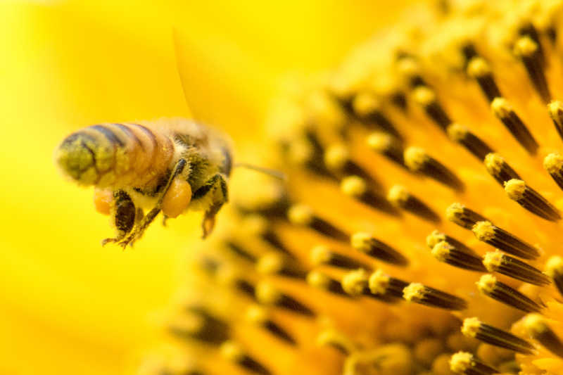 A closeup of a honey bee collecting pollen