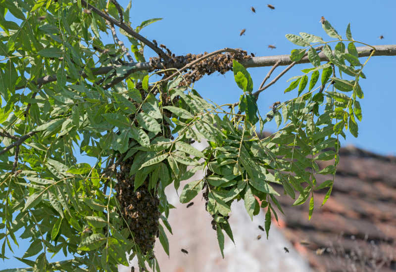 A cluster of bees on a tree branch during swarming