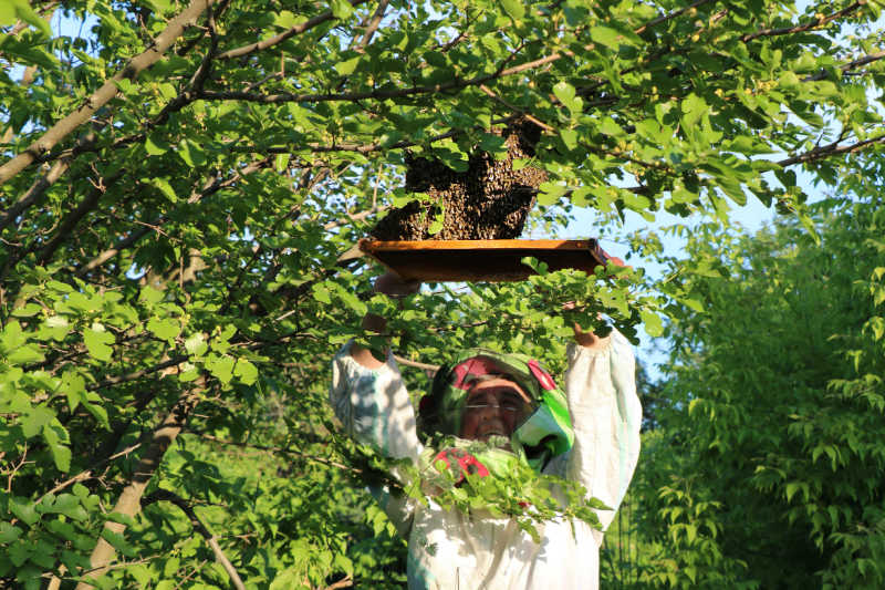 A beekeeper in protective clothing removing a bee swarm