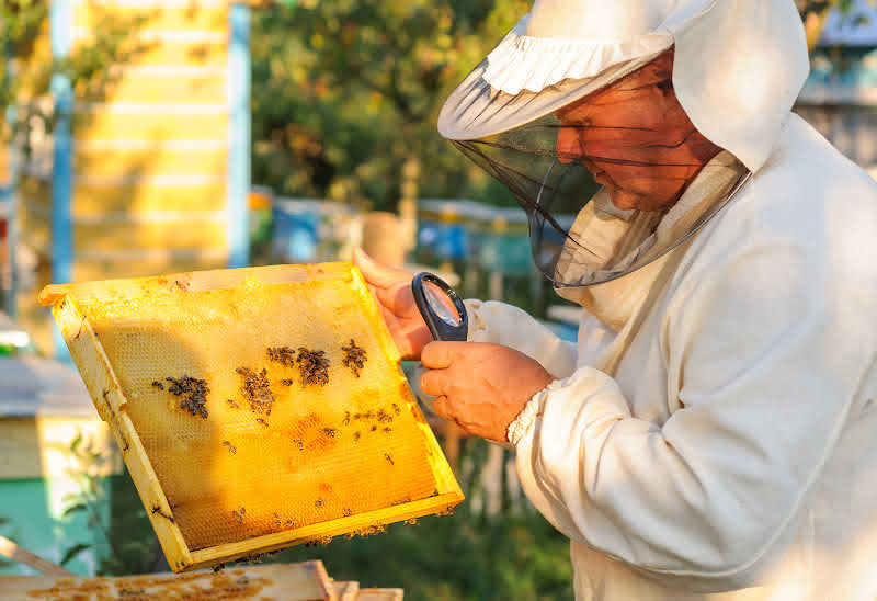 A beekeeper checking a frame with a magnifying glass