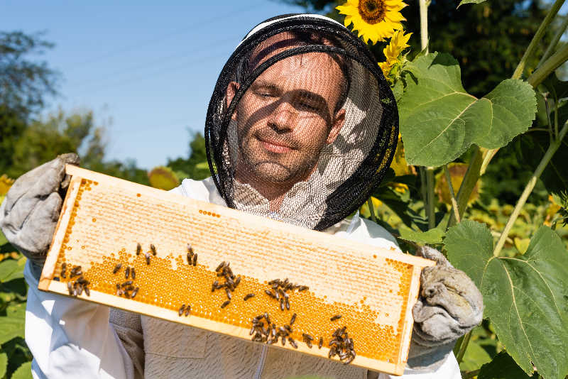 A beekeeper checking frames to see if they are completely full of honeycomb.