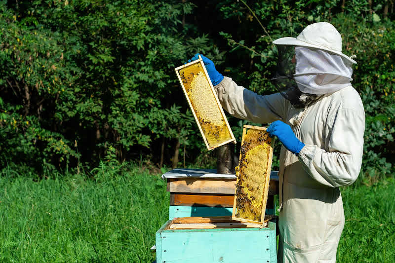 A beekeeper checking honey and bee numbers in a meadow.