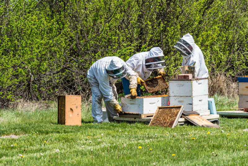 Several beekeepers looking at bee brood frames.