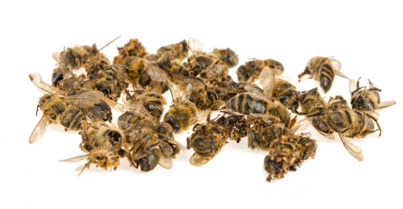 A pile of dead honey bees