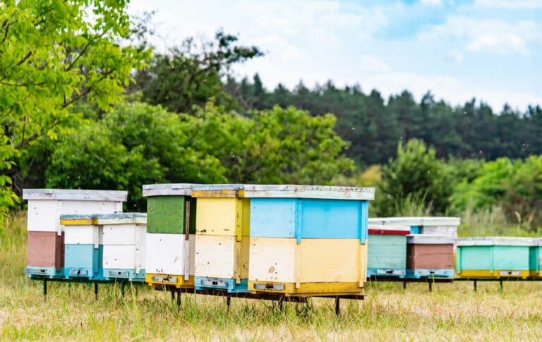 How Many Beehives To Start Beekeeping?