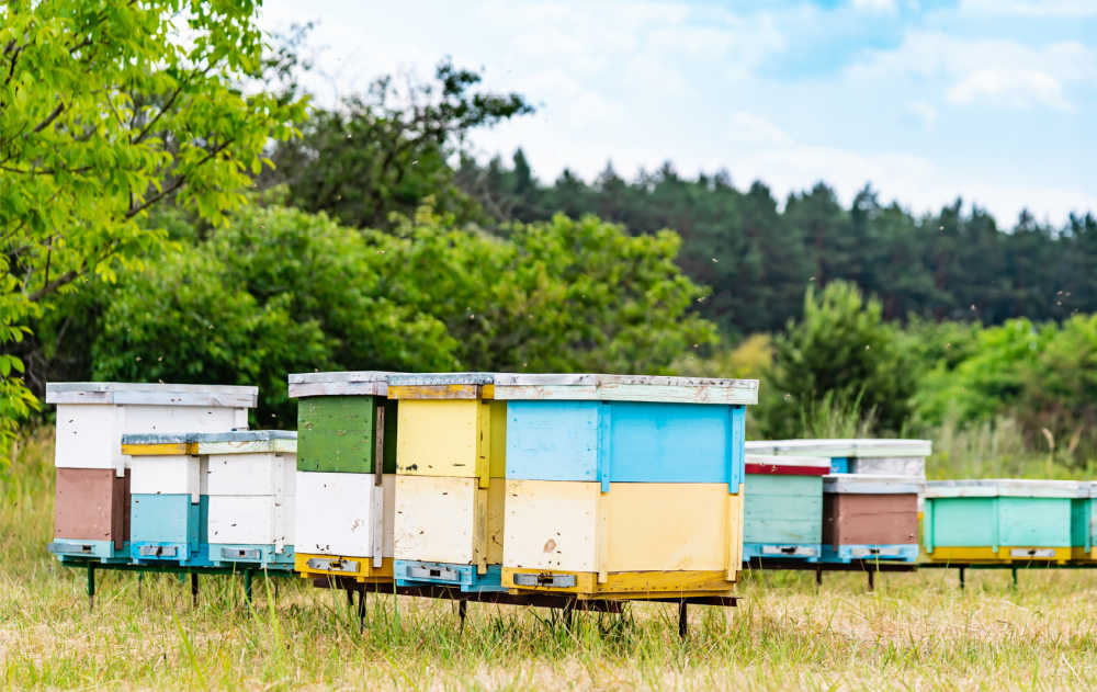 A row of beehives in a meadow