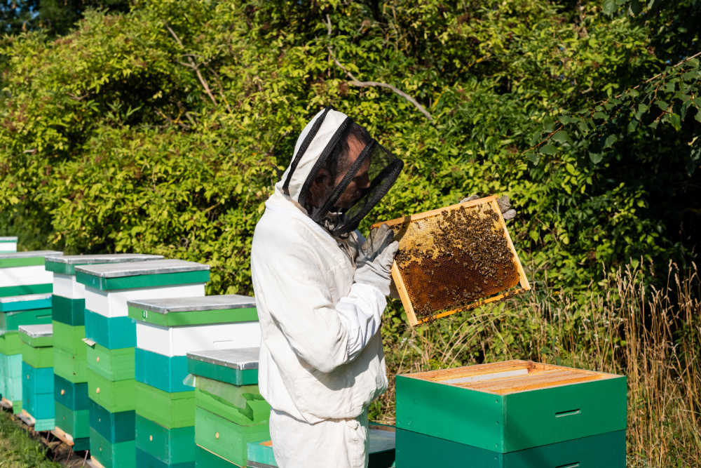 A beekeeper inspecting a beehive